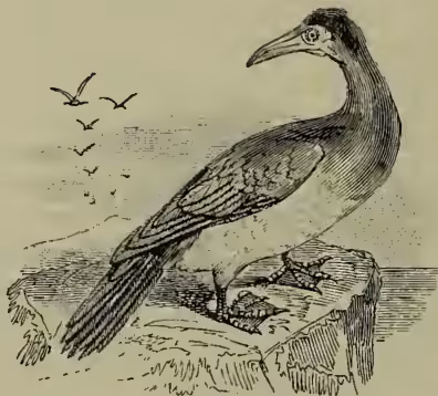 A detailed black and white illustration of a Booby bird, likely a Brown Booby, standing on a rocky outcrop. The bird has a long, pointed beak, a dark head and neck, and a lighter-colored body with dark wingtips. In the background, several other birds are seen in flight over a body of water.