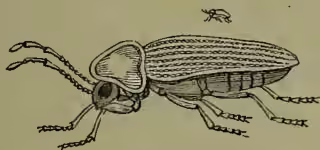 A detailed black and white illustration of a beetle, identified as Anobium striatum. The beetle is shown in profile, facing left. It has a dark, segmented body with a patterned elytra (wing covers). Its head is large with prominent eyes and antennae. The legs are also segmented and show some detail. The drawing is fine-lined and realistic.