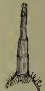 Illustration of the ovipositor of the Bot-fly, highly magnified.