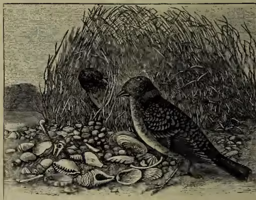 An illustration of a Spotted Bower-bird standing on a nest made of sticks and twigs. The nest is decorated with various objects, including shells, feathers, and other small items. The bird is shown in profile, facing left, with its head slightly turned towards the viewer. The background consists of tall grasses and some foliage.