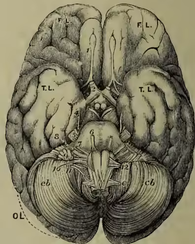 Figure 2: A detailed anatomical illustration of the under surface (base) of the human brain. It shows the internal structures including the cerebral hemispheres, the brainstem, and the cerebellum. Various cranial nerves are numbered 1 through 12, and the first cervical spinal nerve is labeled 'c1'. Labels 'F.L.', 'T.L.', and 'O.L.' indicate the frontal, temporal, and occipital lobes. The cerebellum is labeled 'cb'.