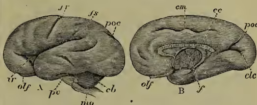 Figure 4: Lateral (A) and median (B) surface of the Brain of the Human Embryo. The diagram shows two views of a developing brain. The lateral view (A) shows the outer surface with various folds and grooves. The median view (B) shows the internal structures. Labels include: fr (fissure of Sylvius), fs (fissure of Rolando), poc (parieto-occipital fissure), em (calloso-marginal fissure), ec (calcarine fissure), ir (island of Reil), olf (olfactory lobe), f (fornix), pv (pons Varolii), mo (medulla oblongata), cb (cerebellum), and B (median view).
