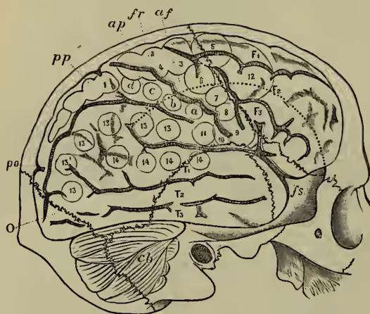 Fig. 5. Outer aspect of Brain, showing relation to the bones of the skull, and the position of Ferrier's areas (Landois).