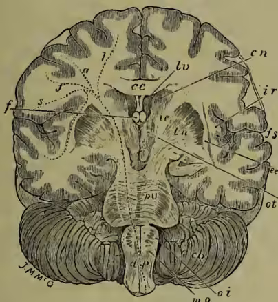 Fig. 7.—Vertical transverse Section of Brain in direction of line AB (fig. 3) (Original drawing).