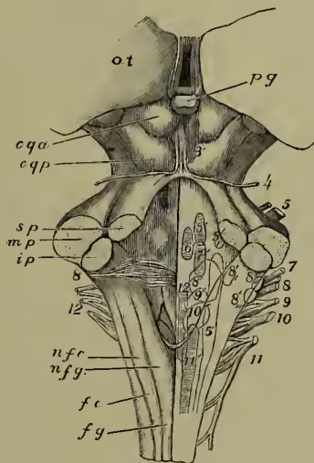 Fig. 8.—Medulla Oblongata with Corpora Quadrigemina seen from behind (Cerebellum cut away) (Landois).