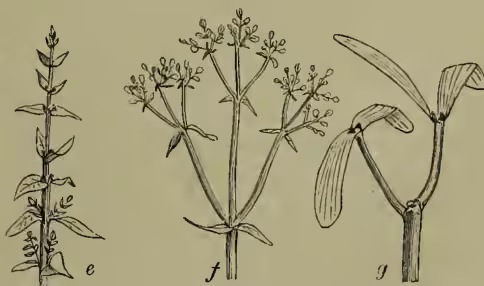 Figure 2: Three diagrams (e, f, g) illustrating similar modification of branching in opposite-leaved plants. (e) shows a primitive form of branching. (f) shows the equal development of lateral branches, as seen in Valerian. (g) shows the arrest of the main axis with the development of a secondary axis, resulting in a dichotomous appearance like the mistletoe.
