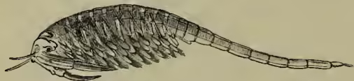 A detailed scientific illustration of a male brine-shrimp (Artemia salina) in side view, enlarged. The organism is elongated and segmented, with a long, thin tail and several pairs of feathery appendages along its body.