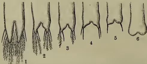 A series of six detailed scientific illustrations showing the morphological transformation of Artemia salina into Artemia milhauseni. The figures are numbered 1 through 6, showing a progression from the original form to a more adapted form with changes in the tail and appendages.