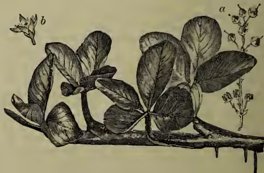Botanical illustration of Buck-bean (Menyanthes trifoliata). The main drawing shows a trifoliate leaf with three large, ovate leaflets and a cluster of small, white, bell-shaped flowers. Two smaller, detailed drawings are shown: 'a' shows a single flower with its stamens, and 'b' shows a single flower bud or a different stage of development.