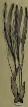 Fig. 2. Bud Scales of Rhododendron. The illustration shows a cluster of pointed, overlapping bud scales.