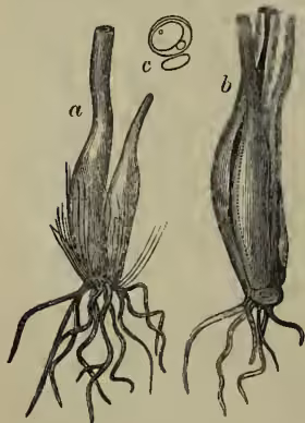 Figure 1: Bulb of Allium ursinum. (a) side view showing the bulb and roots; (b) front view showing the bulb and roots; (c) section showing the internal structure of the bulb.