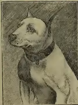 A profile illustration of a bull-terrier dog. The dog has a large, square head with a prominent jawline, a short neck, and a sturdy, low-slung body. Its coat appears short and smooth, and its overall posture is alert and powerful.