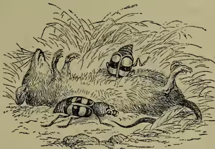A detailed black and white illustration of a Burying Beetle (Necrophorus) in its natural habitat. The beetle is shown from a side profile, facing right, with its characteristic short, clubbed antennae and segmented body. It is positioned on a patch of ground with sparse grass and small plants. The background consists of a dense thicket of grass and low-lying vegetation, rendered with fine lines and cross-hatching to create texture and depth.