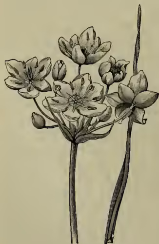 A detailed botanical illustration of Butomus, showing a cluster of flowers on a long, slender stem. The flowers are bell-shaped with prominent stamens and are arranged in a whorl-like pattern at the top of the stem. The leaves are long and narrow, emerging from the base of the stem.