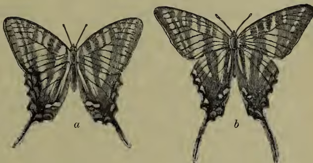 Figure 2 shows two forms of the same species (Papilio ajax) illustrating seasonal dimorphism. The left image (a) shows the winter form (var. Telamonides), which has a more intricate and lighter-colored pattern on its wings. The right image (b) shows the summer form (var. Marcellus), which has a darker, more solid-colored pattern. Both butterflies are shown from a dorsal view, with wings spread.