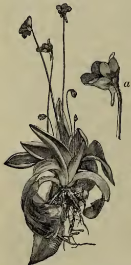 A detailed botanical illustration of the Common Butterwort (Pinguicula vulgaris). The main drawing shows the plant's rosette of large, heart-shaped leaves with prominent veins, and a central stem with several small, tubular flowers. To the right, a separate, enlarged drawing of a single flower is labeled with a lowercase 'a'.