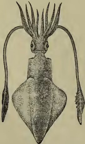 A detailed scientific illustration of a squid, Loligo vulgaris. It shows the squid's head with large eyes, a prominent pen (siphon) extending from the front, and several tentacles. The body is elongated and tapers towards the back, with two triangular fins visible on the posterior side.