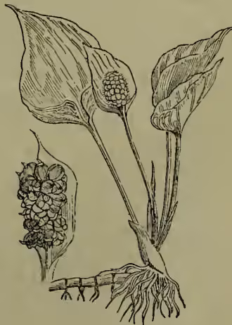 A detailed botanical illustration of Calla palustris. The drawing shows the plant's root system at the bottom, with several long, narrow, cordate leaves emerging from the base. A large, upright spadix is shown, topped with a cluster of flowers. To the left, there is a separate, enlarged view of a cluster of small, round, red berries.