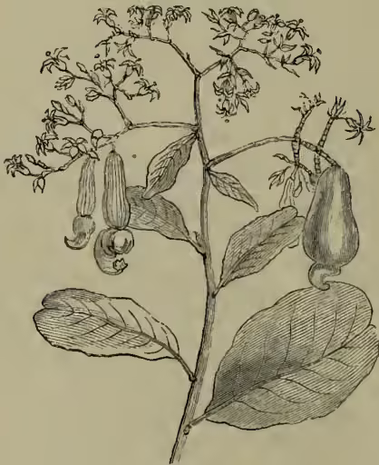 A detailed botanical illustration of a Cashew Nut tree branch. The branch features several large, ovate leaves with prominent veins. At the top of the branch, there are clusters of small, bell-shaped flowers. Below the flowers, a single, large, kidney-shaped nut is shown hanging from a short, fleshy stalk. The drawing is rendered in a fine-lined, engraved style.