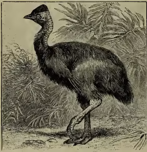 A detailed black and white illustration of a Cassowary (Casuarius galcatus), a large flightless bird. It is shown in profile, facing left, standing on its long, powerful legs. The bird has a distinctive helmet-like crown on its head, a long neck, and a body covered in dark, shaggy feathers. Its wings are small and folded against its body, and its tail is also small. The background consists of stylized foliage and a ground with some rocks.