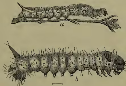 Figure 1 shows two caterpillars. (a) Chocrocampa tersa, showing eye-like spots; (b) young caterpillar of Deilephila Euphorbidae (after Weismann).