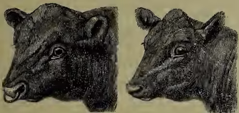 Two black and white illustrations of cattle heads. On the left is a bull's head, and on the right is a cow's head, both shown in profile facing left. They have short, polled horns and a dark coat.