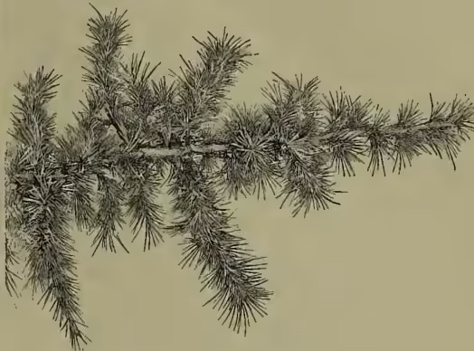 A detailed botanical illustration of a branch of a Cedar of Lebanon. The branch is shown with several clusters of long, thin, needle-like leaves. The needles are arranged in a somewhat fan-like pattern along the branch. The illustration is rendered in a fine-line, engraved style.