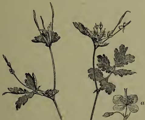 Botanical illustration of Celandine (Chelidonium majus). The drawing shows two stems with deeply lobed, palmately divided leaves. The left stem has a cluster of small flowers at the top. The right stem has a single flower labeled 'a'.