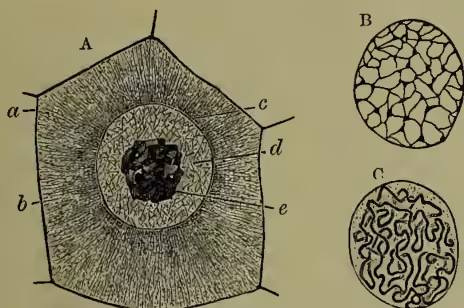 Figure 3: (A) A diagram of a cell with a nucleus. The cell has a thin membrane (a), a radiating protoplasmic network (b), a wall of nucleus (c), plasma of nucleus (d), and a nuclear coil (e). (B) A nucleus at rest, showing a network. (C) A nucleus before division, showing a coiled filament.