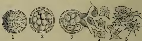 Figure 5: Protomyxa. A series of five illustrations showing the life cycle of Protomyxa. 1: An encysted cell. 2: A cell in the process of dividing. 3: Spores escaping as ciliated bodies. 4: A cell in the amœboid state. 5: A 'plasmodium' forming from the fusion of amœboid cells.