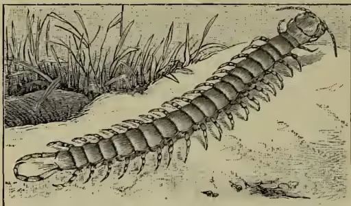 A detailed black and white illustration of a giant centipede (Scolopendra gigas). The centipede is shown in profile, facing left, with its long, segmented body and numerous pairs of legs. It is positioned on a sandy or earthy surface with some sparse grass or vegetation in the background.