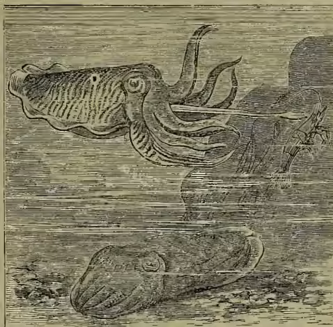 A detailed scientific illustration of a Cuttle-fish (Sepia officinalis) swimming and at rest, showing its characteristic tentacles and internal structures.