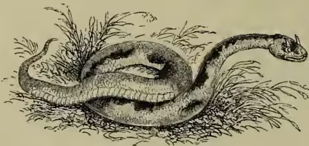 Illustration of a Horned Viper (Cerastes vulgaris) coiled on the ground.