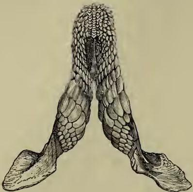 A detailed scientific illustration of the upper jaw of a Port-Jackson Shark (Cestracion philippi). The jaw is shown in a symmetrical, V-shape, with numerous sharp, pointed teeth visible along the inner and outer edges. The structure is highly detailed, showing the texture of the teeth and the underlying bone structure.