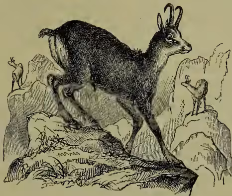 A detailed black and white illustration of a Chamois (Rupicapra) standing on a rocky mountain slope. The animal is shown in profile, facing right, with its characteristic long, curved horns. It has a dark body with a lighter-colored neck and face. In the background, there are other smaller, less detailed figures of Chamois on the mountain peaks, suggesting a herd or multiple individuals in the wild.