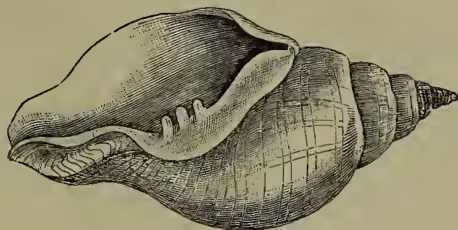 A detailed black and white illustration of a chank-shell, a type of turbinella. The shell is shown in profile, revealing its characteristic spiral shape and the intricate, ribbed texture of its surface. The aperture (opening) is visible, showing the thick, chitinous hinge.