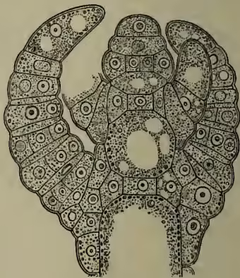 A detailed microscopic longitudinal section of the apical bud of Chara, showing the arrangement of cells and the formation of a new internode.
