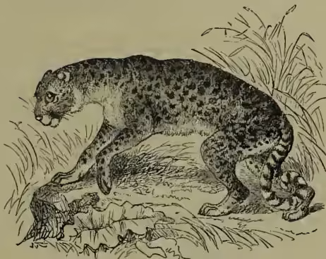 Illustration of a Cheetah standing in a natural setting with grass and rocks.