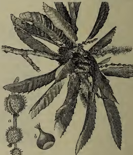 Botanical illustration of a Common Chestnut (Castanea vulgaris). The main drawing shows a branchlet with several large, serrated leaves and a cluster of catkins. Below the branchlet, there are two smaller illustrations: 'a' shows a single, spiny, oval-shaped fruit (nut), and 'b' shows a single, smooth, oval-shaped seed.