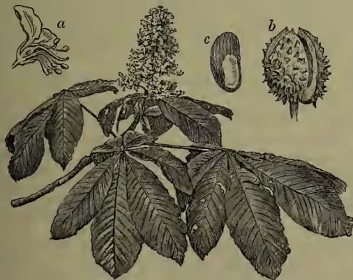 Botanical illustration of the Horse-chestnut (Esculus Hippocastanum). The main drawing shows a branch with large, palmately lobed leaves and a terminal raceme of small flowers. Three smaller detailed drawings are labeled: 'a' shows a vertical section of a single flower; 'b' shows a single seed inside its spiny, scaly coat; and 'c' shows a single seed with its coat partially removed.