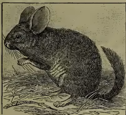 A detailed black and white illustration of a chinchilla, showing its long, bushy tail, large ears, and soft fur texture. It is depicted in a side profile, standing on a small patch of ground with some sparse vegetation.