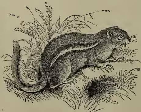 A detailed black and white illustration of a chipmunk (Tamias striatus) in its natural habitat. The chipmunk is shown in profile, facing right, with its characteristic long, bushy tail curled slightly. It has a long, pointed snout and large, expressive eyes. Its body is covered in short, dark fur with prominent light-colored stripes running along its back and sides. It is standing on a patch of ground with sparse grass and small plants.