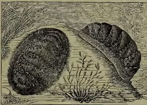 A detailed scientific illustration of a Chiton elegans, showing its characteristic eight overlapping shell plates and a small plant growing on the ground.