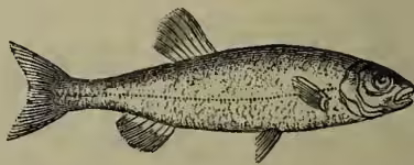 A detailed black and white illustration of a Chub fish, showing its elongated body, fins, and scales.