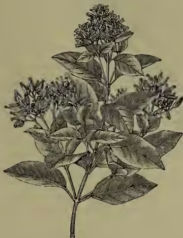 A detailed botanical illustration of Cinchona lancifolia, showing a woody stem with several large, ovate leaves and a terminal panicle of small, tubular flowers.