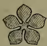 A small, simple line drawing of a cinquefoil, which is a five-petaled flower shape.