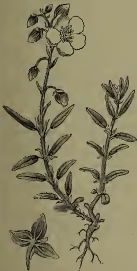 A detailed botanical illustration of a Common Rock-rose (Helianthemum vulgare). The drawing shows a woody stem with several small, oval-shaped leaves and a cluster of five-petaled flowers at the top. The root system is also depicted at the base of the plant.