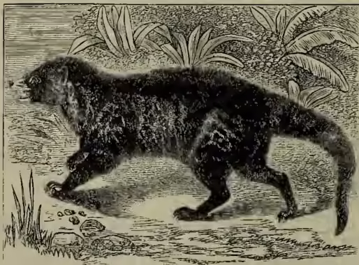 A detailed black and white illustration of a civet, shown in profile walking towards the left. It has a long, pointed head, a short body, and small, hairy feet. The background shows some foliage and a rocky ground.