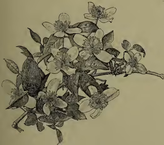 Illustration of Clematis montana, showing a branch with leaves and flowers.