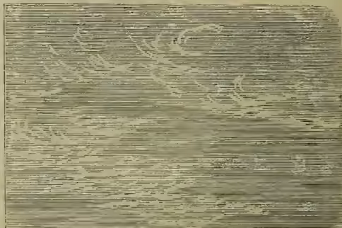 A detailed woodcut-style illustration of Cirrus clouds. The clouds are depicted as thin, wispy, and feathery streaks, appearing as delicate, parallel lines that curve and twist across the sky. The background is a light, textured grey, suggesting a clear or slightly hazy atmosphere.